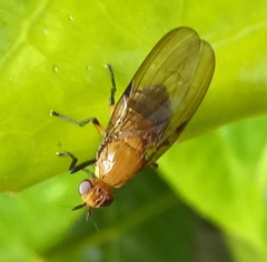 Sapromyza stigmatica