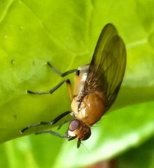 Sapromyza stigmatica