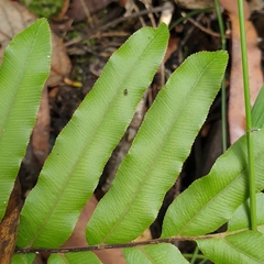 Blechnum minus