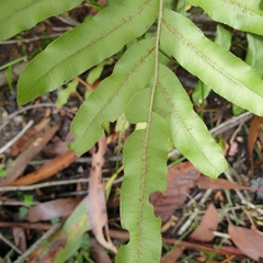 Blechnum minus