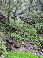 Elatostema platyphyllum