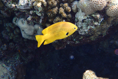 Pomacentrus sulfureus