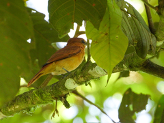 Pachyramphus cinnamomeus