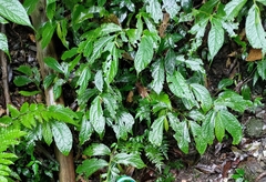Elatostema platyphyllum