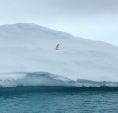 Pygoscelis antarcticus