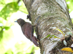 Dendrocolaptes sanctithomae