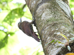 Dendrocolaptes sanctithomae