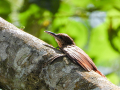 Dendrocolaptes sanctithomae