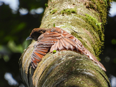 Dendrocolaptes sanctithomae