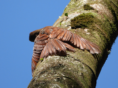 Dendrocolaptes sanctithomae