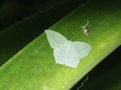 Maxates centrophylla