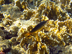 Gomphosus klunzingeri