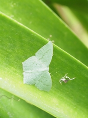 Maxates centrophylla