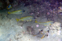 Plectorhinchus gaterinus