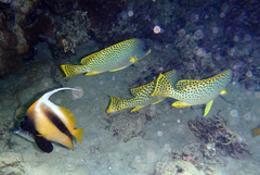 Plectorhinchus gaterinus