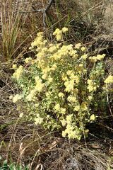 Helichrysum lepidissimum