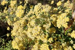Helichrysum lepidissimum