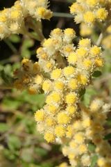 Helichrysum lepidissimum