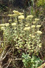 Helichrysum lepidissimum