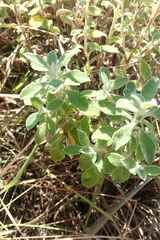 Helichrysum lepidissimum