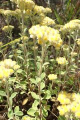Helichrysum lepidissimum