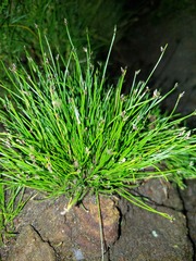 Isolepis cernua