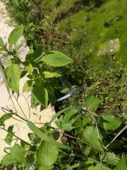 Palpopleura deceptor