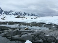 Leptonychotes weddellii