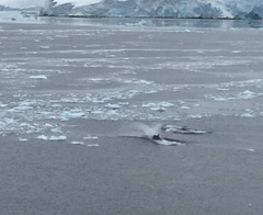 Megaptera novaeangliae