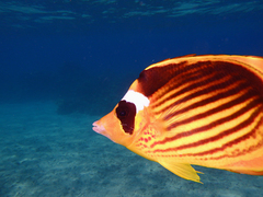 Chaetodon fasciatus