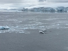 Megaptera novaeangliae