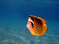 Chaetodon fasciatus