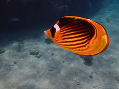 Chaetodon fasciatus
