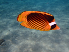 Chaetodon fasciatus