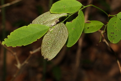 Phyllocnistis diaugella