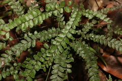 Adiantum hispidulum