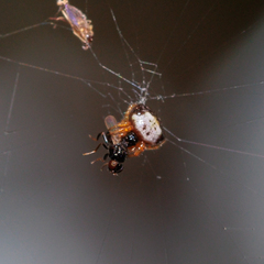 Gasteracanthinae