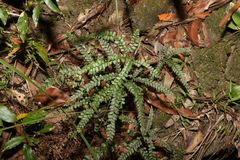 Adiantum hispidulum