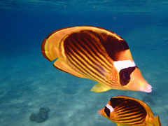 Chaetodon fasciatus