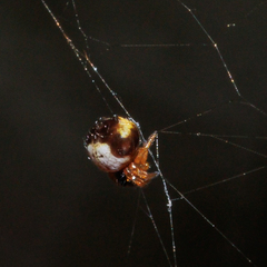 Gasteracanthinae