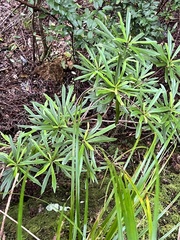 Brachyglottis kirkii