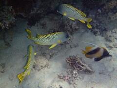 Plectorhinchus gaterinus