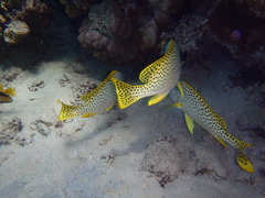 Plectorhinchus gaterinus