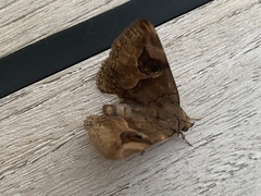 Ommatophora