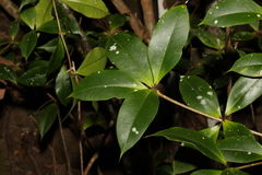Alyxia ruscifolia
