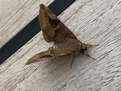 Ommatophora