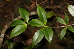 Alyxia ruscifolia