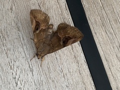Ommatophora