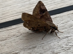 Ommatophora