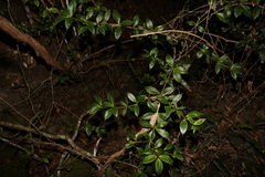 Alyxia ruscifolia